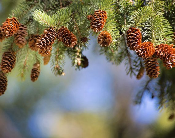 Forest bathing – bathing not only in the sea.